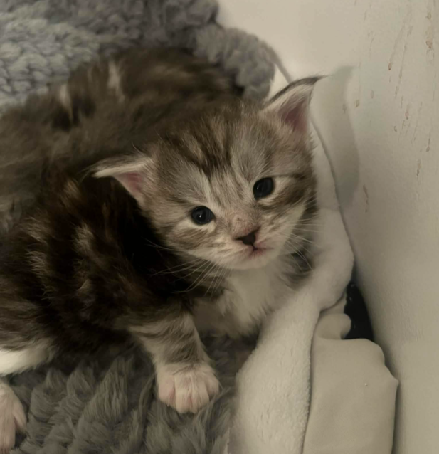 Female Maine Coon kitten